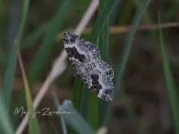 Gewone bandspanner [Epirrhoe alternata]